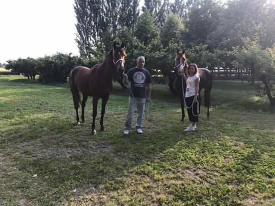 Palio di Ferrara: Ecco i cavalli di San&nbsp;Benedetto