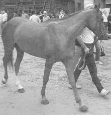 Palio di Siena, Il Cavallo della Settimana: Chela, un Caratterino&nbsp;Pittoresco