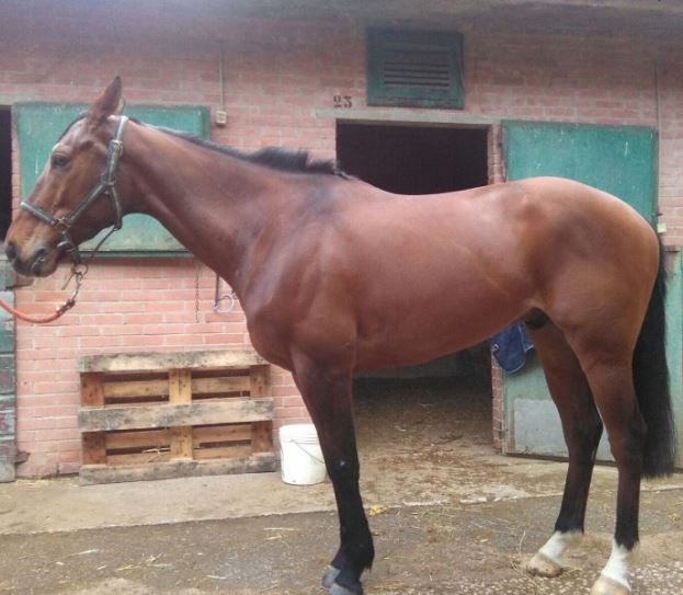 Siena: Alla Scuderia di Alessio Migheli arriva il cavallo Hakara&nbsp;Trois