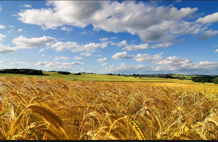 Provincia di Sienqa: Domani 21/09 e Domenica 22/09 Al via la manifestazione Torrita Biodiversità – Festa dell’Agri&nbsp;Cultura