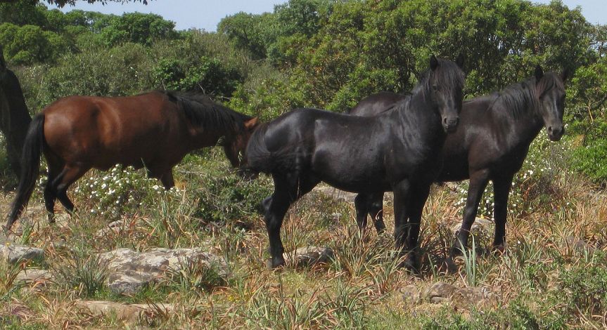 Ippica, I Cavallini della Giara: Nozioni Generali e Video sui&nbsp;Cavallini