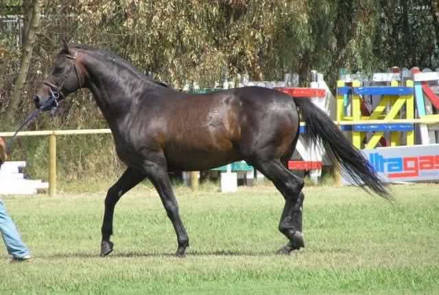 Ippica: Vidoc III°, lo stallone dal sangue&nbsp;vincente!!