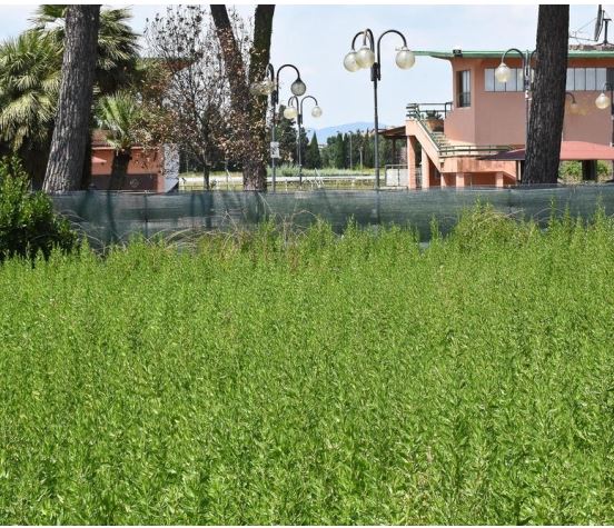 Grosseto, Erba alta e topi, il Casalone è nel degrado Carniti: «Se finisce all’asta, lo compro&nbsp;io»