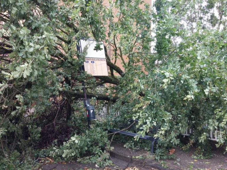 Asti, Maltempo: Ceck up di piante e&nbsp;alberate