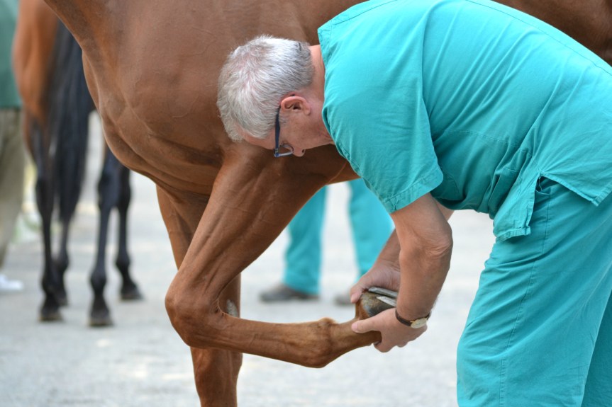 Palio di Asti: Domani Mercoledì 29/08 e Giovedi 30/08 Visite ai cavalli delle 21&nbsp;Contrade