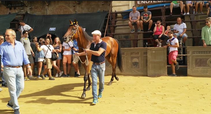 Palio di Siena: Rodrigo Baio, cavallo della Contrada della Tartuca al Palio di Siena del 16 agosto&nbsp;2018