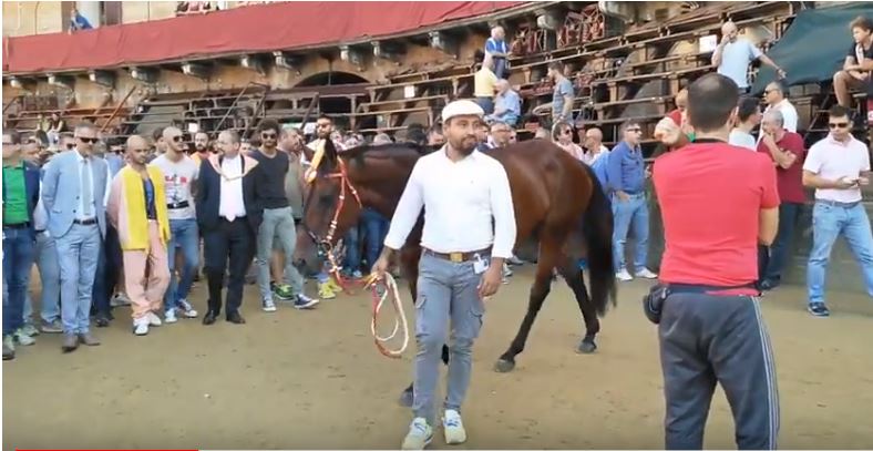 Palio di Siena: Schietta, cavallo della Contrada di Valdimontone al Palio di Siena del 16 agosto&nbsp;2018