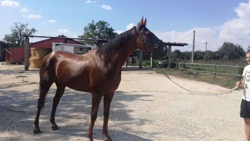 Palio di Ronciglione: Il Rione Montecavallo presenta alle visite Quasimodo di&nbsp;Gallura
