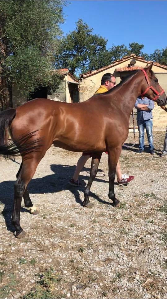 Palio di Ronciglione, Rione Campanone: Sarbana è a disposizione del Rione per  correre il Palio di&nbsp;Ronciglione