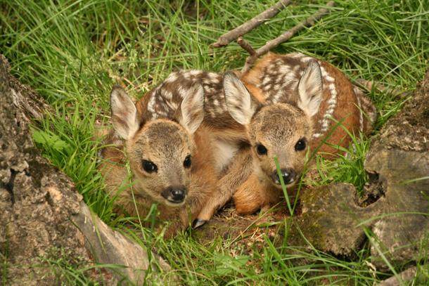 Toscana: Tar Toscana ha Sospeso abbattimento femmine e piccoli di&nbsp;capriolo
