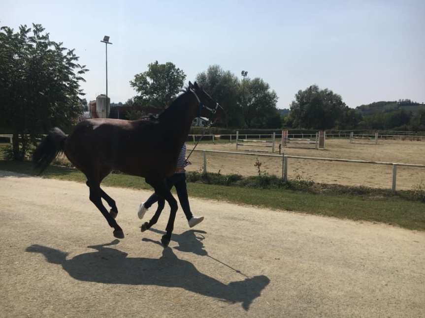 Palio di Asti, Rione Cattedrale: Ribelle da Clodia e Robolt hanno superato positivamente le Visite&nbsp;veterinarie