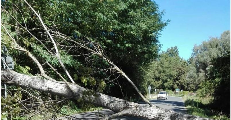 Siena: Albero crolla in strada e sfiora auto in&nbsp;transito