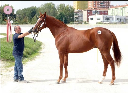 Ippica, Milano, Aste Cavalli: SGA Selezionata e Generale, ecco i dati definitivi e completi. Top price per Incolinx, Bruno Grizzetti leader tra gli acquirenti. Un acquisto per Carlo&nbsp;Ancelotti