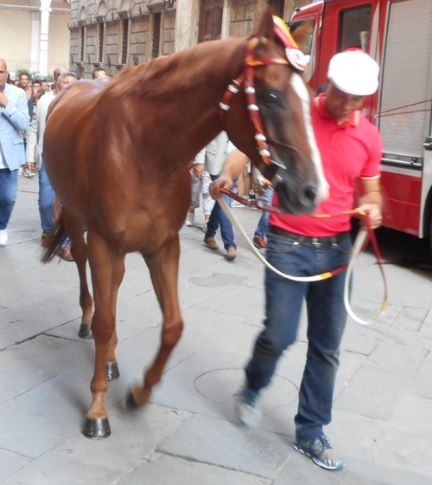 Palio di Castel del Piano: Presente alla Tratta di Domani 06/09 anche&nbsp;Raktou