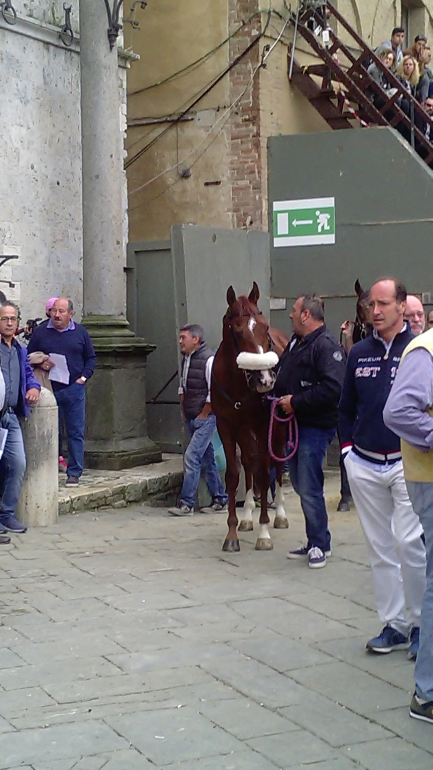 Palio di Siena: Tutela del&nbsp;cavallo