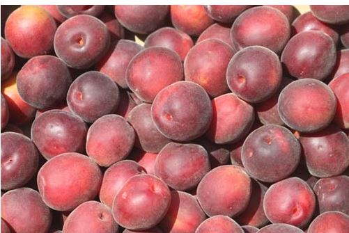 Siena, Gastronomia: Il biricoccolo o&nbsp;susinocco