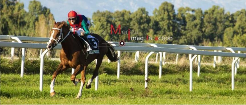 Ippica, Chilivani: Unico de Aighenta di nome e di fatto, è suo il 18° Omnium dell’Anglo&nbsp;Arabo