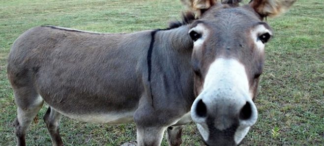 Palio di Asti: Un crowdfunding per salvare 38 asinelli di Asti dal freddo&nbsp;dell’inverno