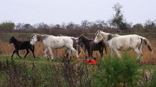 Ippica: Camargue Delta, chi sono i cavalli di Valle&nbsp;Lepri