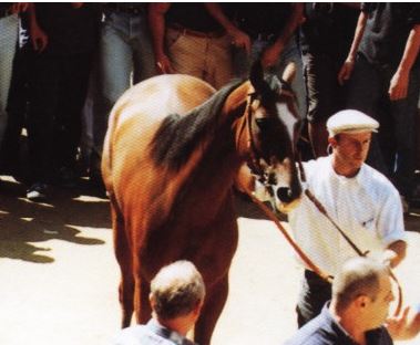 Palio di Siena, I cavalli del Palio:&nbsp;Digazert