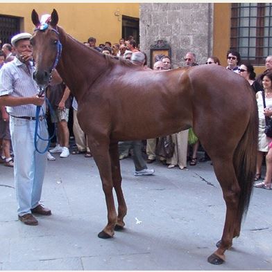 Palio di Siena: I Cavalli del Palio: Indira&nbsp;Bella