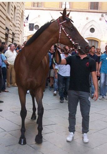 I cavalli del Palio di Siena:&nbsp;Occolè