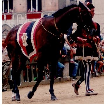 palio di Siena, I cavalli del Palio: Oriolu de&nbsp;Zamaglia