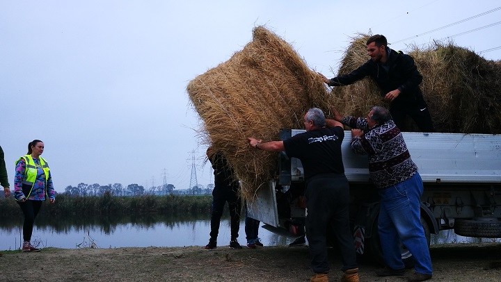 Ippica, Valle Lepri: l’Ente Palio di Ferrara dona fieno ai Cavalli di&nbsp;Ostellato