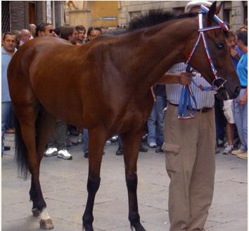 Palio di Siena, I Cavalli del Palio:&nbsp;Choci