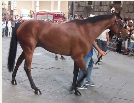 Palio di Siena, I Cavalli del Palio: Fantastic Light
