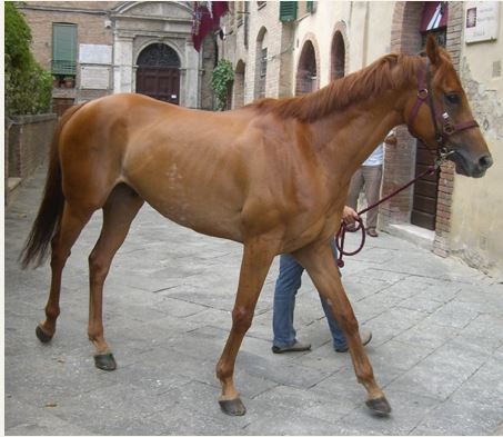Palio di Siena, I cavalli del Palio: Guschione