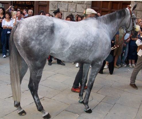 Palio di Siena, I Cavalli del Palio: Indianos