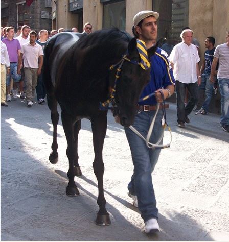 Palio di Siena, I Cavalli del Palio: Ivanov