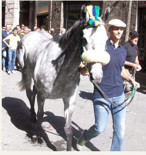 Palio di Siena, I Cavalli del Palio: Ondina&nbsp;Prima