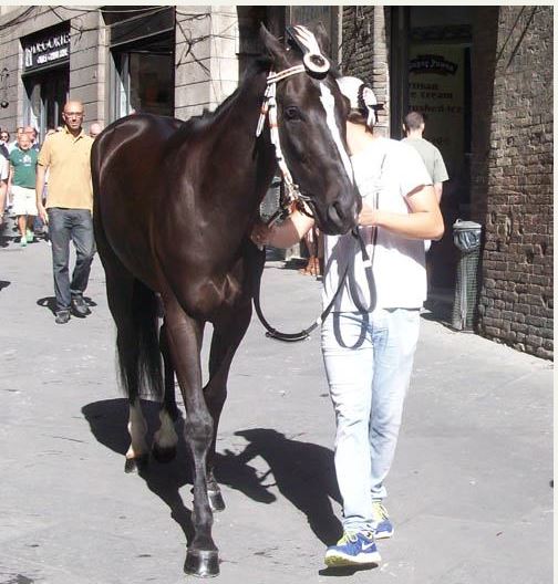 Palio di Siena, I Cavalli del Palio:&nbsp;Querino