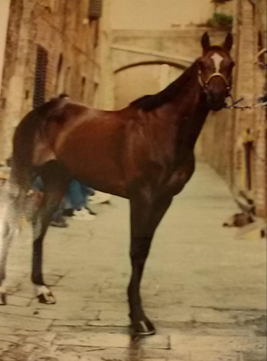 Palio di Siena: Deceduto il cavallo Razzo de’Nulvi