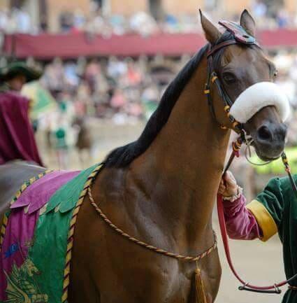 Palio di Siena: Rocco Nice è il cavallo dell’anno. “Un bel regalo vederlo in Piazza”