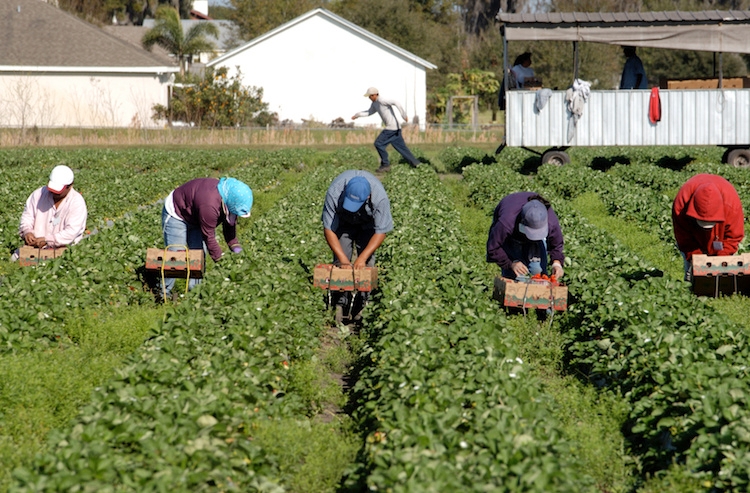 Siena: Lavoro e prospettive in agricoltura, i deputati senesi a confronto