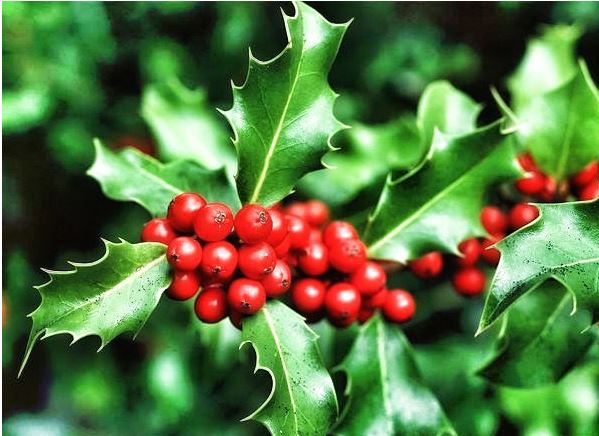 Italia, Fiorisce l’ agrifoglio: Tradizione e mito della pianta del&nbsp;Natale
