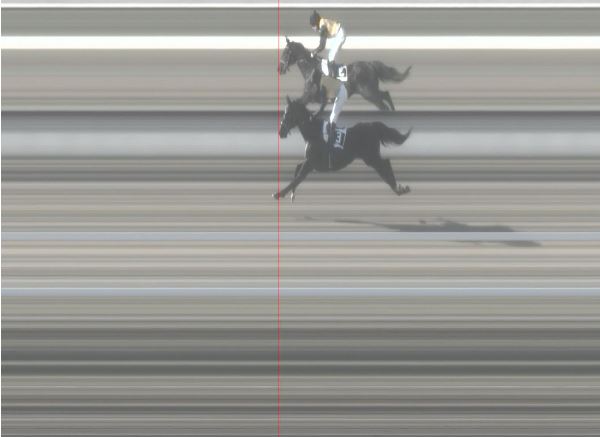 Ippica, Pisa: Oggi 06/01 Risultati 1^ Corsa Vince Il&nbsp;Superstite