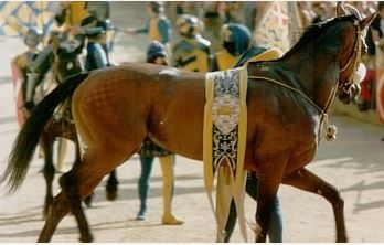 Palio di Siena, I Cavalli del Palio: Delfort&nbsp;Song