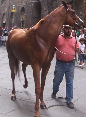 Palio di Siena, I Cavalli del Palio:&nbsp;Gammede