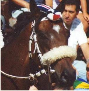 Palio di Siena, I Cavalli del Palio:&nbsp;Gangelies