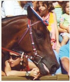 Palio di Siena, I Cavalli del Palio:&nbsp;Zoarco