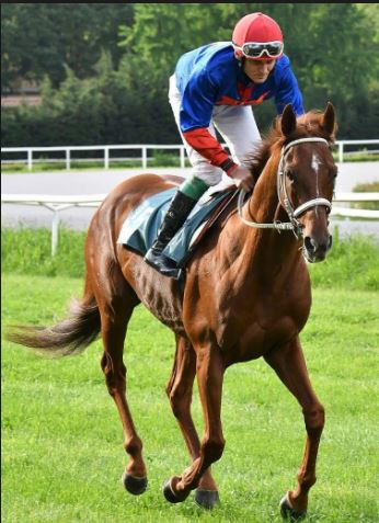 Palio di Buti: Cambio cavallo per San Francesco, Domani 20/01 correrà con Dionisio da&nbsp;Clodia