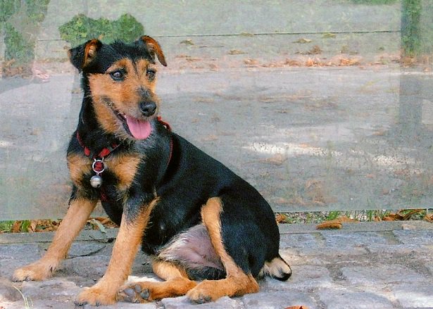 Siena: Una bellissima femmina di Jagdterrier cerca&nbsp;famiglia