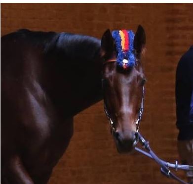 Palio di Buti, Contrada Pievania: Cambio di Cavallo, Pievania correrà con Violenta da&nbsp;Clodia
