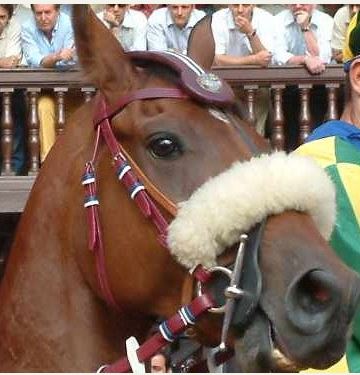Palio di Siena, I Cavalli del Palio: Artù&nbsp;Valoroso