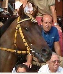 Palio di Siena, I Cavalli del Palio: Big&nbsp;Big
