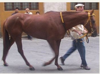 Palio di Siena, I Cavalli del Palio:&nbsp;Dejanirah